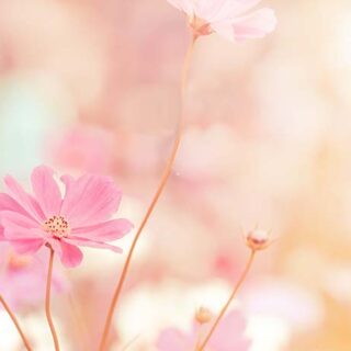 Pink Bloom Mural Wallpaper