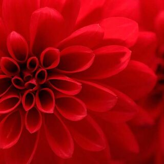 Red Flower Closeup Wallpaper Mural