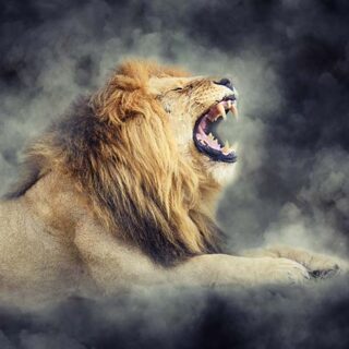 Lion's View Wallpaper for Walls