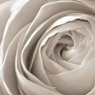 3D Close up Of a White Rose Wallpaper for Living Room