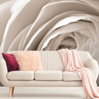 3D Close up Of a White Rose Wallpaper for Living Room