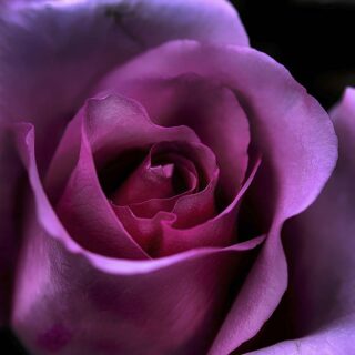 3D Purple Rose Wallpaper for Living Room