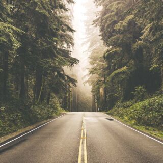 Road With Trees 3D Wallpaper For Living Room