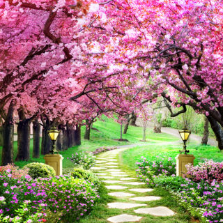 3D Effect Cherry Blossom Trees Wallpaper for Living Room