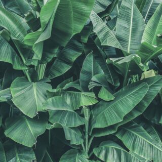 Dining Room Wallpaper of Green Banana Leaves