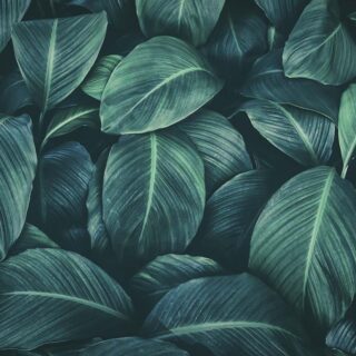 Tropical Leaf Wallpaper for Walls