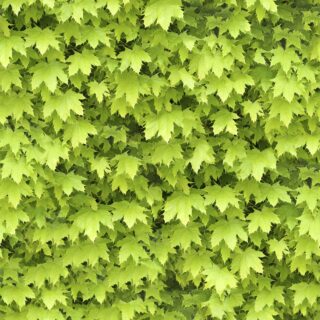 Refreshing Green Leaves Wallpaper for Balcony