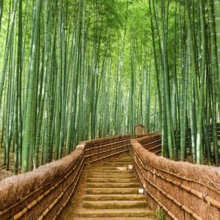 Bamboo Forest Wallpaper for Walls, Forest Bamboo Mural