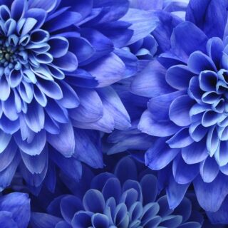 3D Effect Blue Chrysanthemums Wallpaper for Walls