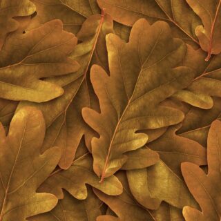 Wallpaper for House Wall, 3D Leaves