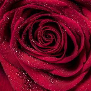 Romantic 3d Wallpaper for Bedroom Walls, Close up of a red rose