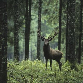 Deer in The Woods, Forest Wallpaper for Walls