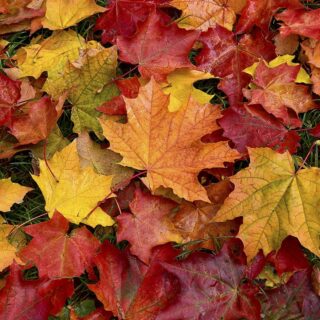 Bathroom Wallpaper - Colorful leaves on the ground