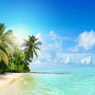 Guest Room Wallpaper, Beautiful Beach With Palm Trees