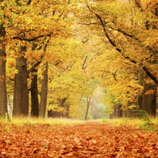 Wall Paper for Balcony, Path with orange leaves on the ground