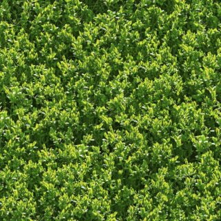 Wall Paper for Balcony, Close up of a green bush