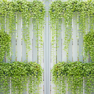 Wall Paper for Balcony, Wall with green plants growing on it