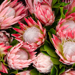Protea Pink Flowers Wallpaper Mural