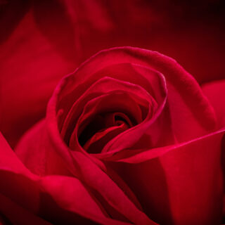 Beautiful Wallpaper Mural of A Red Rose