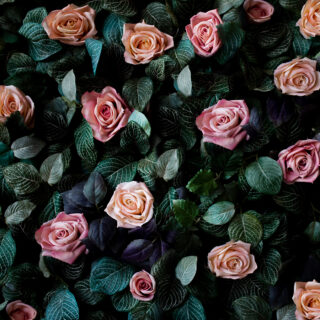 Amazing Pink Coral Roses Pattern Wallpaper for Wall