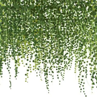 Green Ivy Plant Wallpaper for Walls