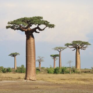 Baobabs Tree Wallpaper for Wall