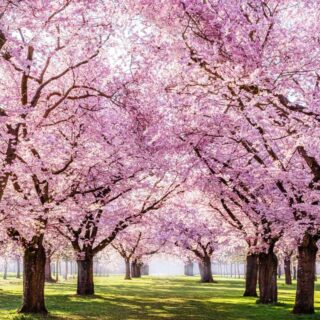 Blooming Cherry Sakura Trees Wallpaper for Home