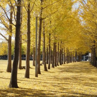 Ginkgo Trees in Japan Wallpaper for Wall