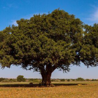 Green Argan Tree Wallpaper for Wall