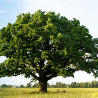 Green Oak Tree In The Field Wallpaper for Wall