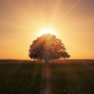 Magical Sunrise With Tree Wallpaper Mural