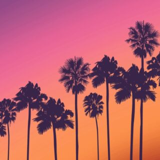 Palm Tree Sunset Time Wallpaper for Wall