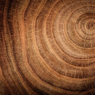 Stump of Oak Tree With Annual Rings Mural Wallpaper for Wall