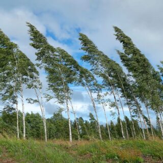 Winds Bending Birch Trees Wallpaper for Wall