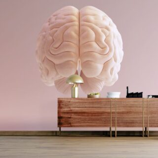 3D Human Brain Anatomical Model, Office Wallpaper