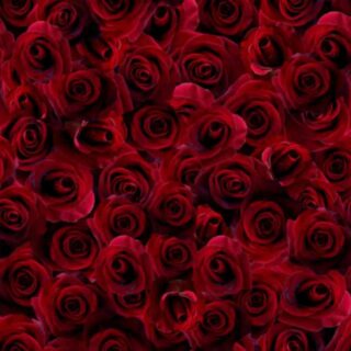 Wallpaper Mural of a Secret Garden of Roses