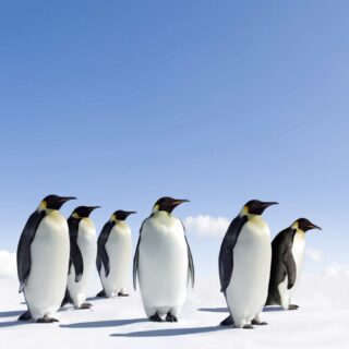 Penguin Empire Wallpaper Mural