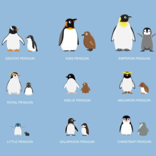 Different Types of Penguin Wallpaper Mural