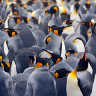 Wallpaper Mural of Group of Penguins