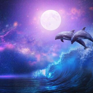 Dolphins under Purple Moonlight Wallpaper Mural