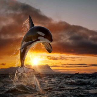 Dolphin Playing in the Sun Wallpaper Mural