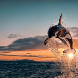 Killer Dolphin Jumping in the Ocean Wallpaper Mural