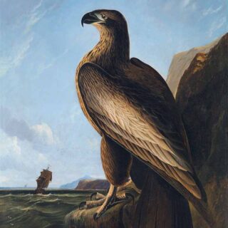 Washington Sea Eagle Painting Wallpaper Mural