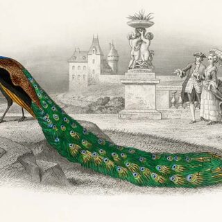 Beautiful Peacock Painting Wallpaper Mural