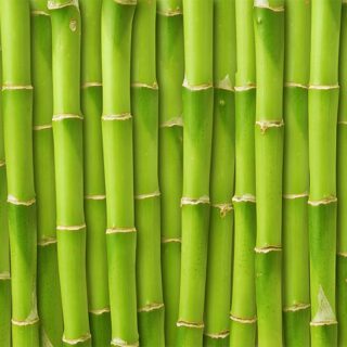 Light Green Bamboos Wallpaper Mural