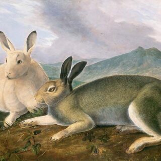 Arctic Hare By John James Audubon Wallpaper Mural