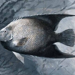 Angel Fish Painting Wallpaper Mural