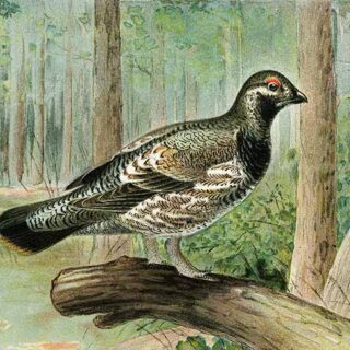 Spruce Grouse Painting By J.L. Ridgway Wallpaper