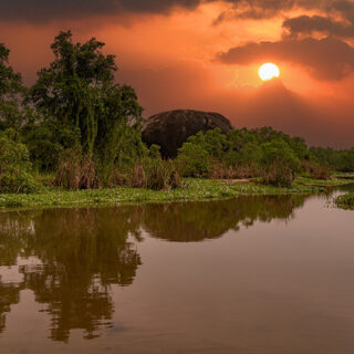 Amazon Rainforest Sunrise Wallpaper Mural