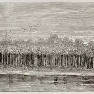 Amazon River Bank Vegetation Wallpaper Mural